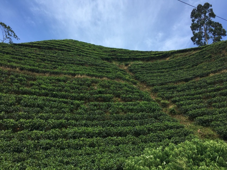 Sri Lanka - Kandy - 