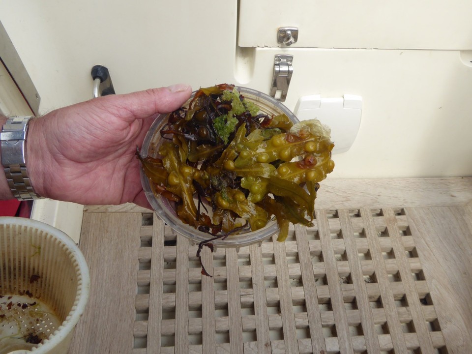 United Kingdom - Isles Of Scilly - As we plan another long passage tomorrow, Kevin checked the boat and engine. With the shallow water and beaching, the water filter (the engine is cooled by pumping sea water through), was full of kelp.