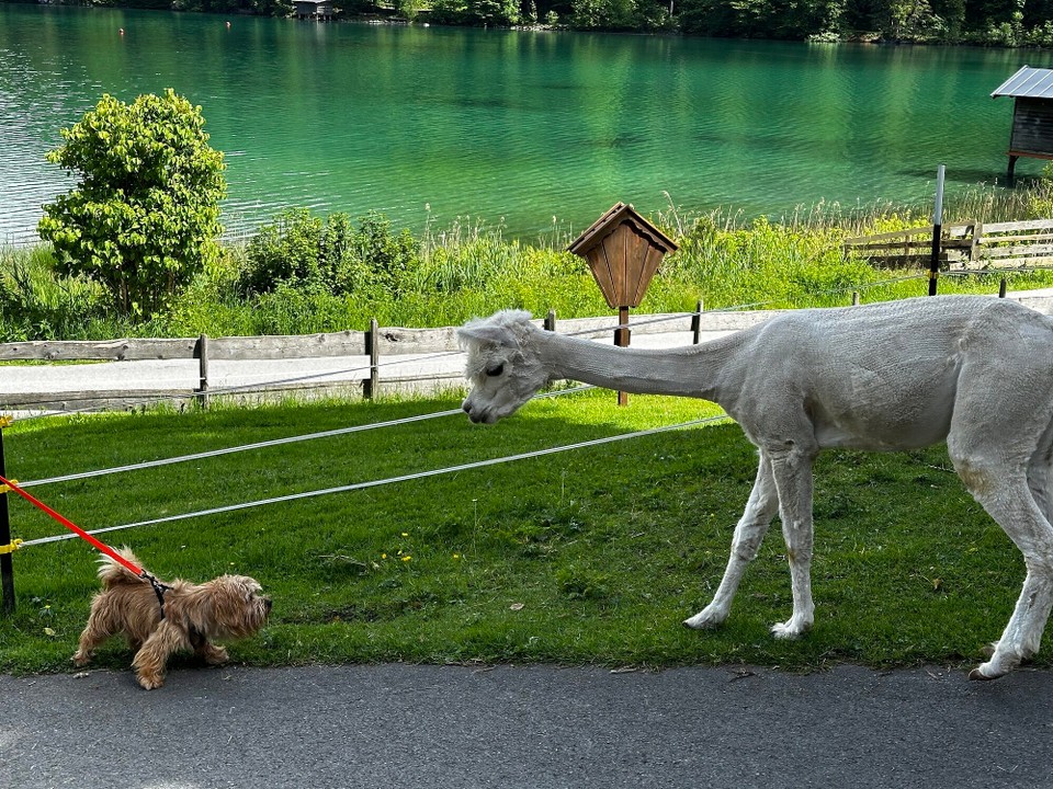 Österreich - Scheffau am Wilden Kaiser - 