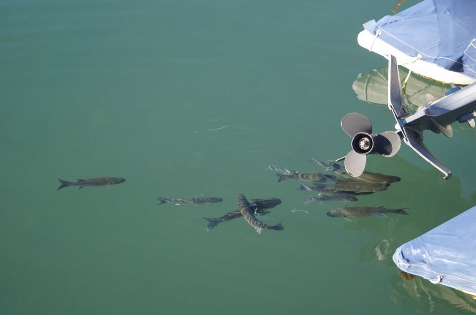Spanien - Marbella - Wenn hier die Fische leben ist der Yacht hafen sauber.