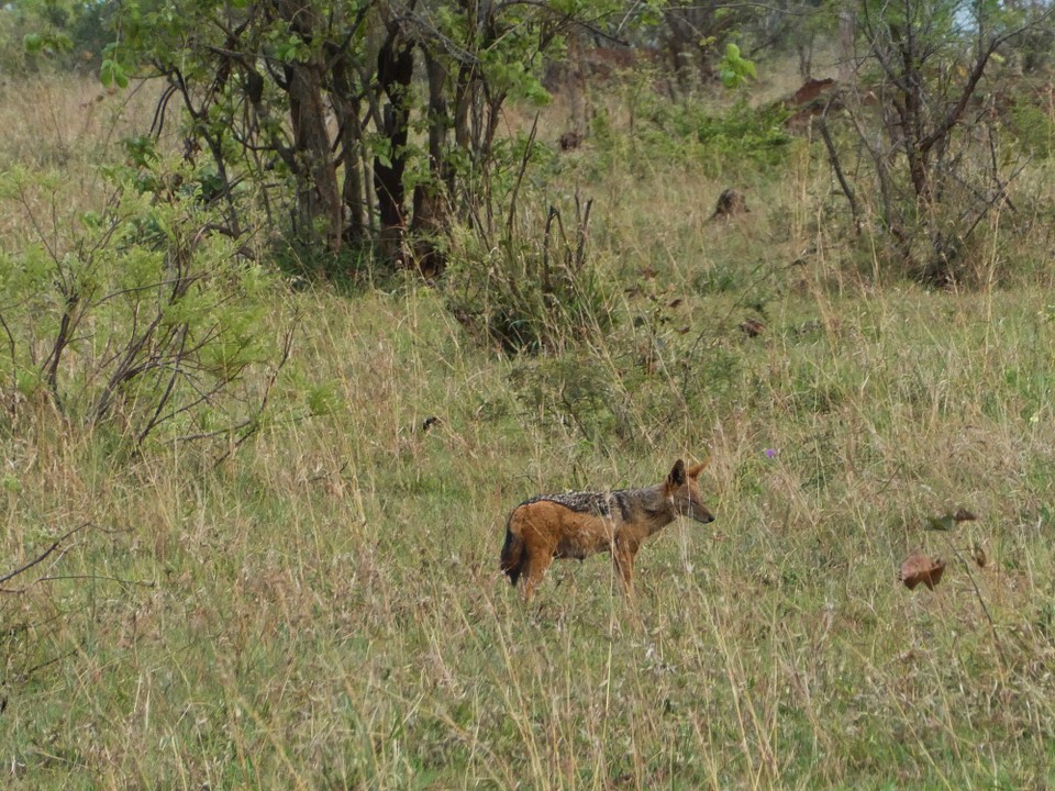Südafrika - Kruger-Nationalpark - Jackal