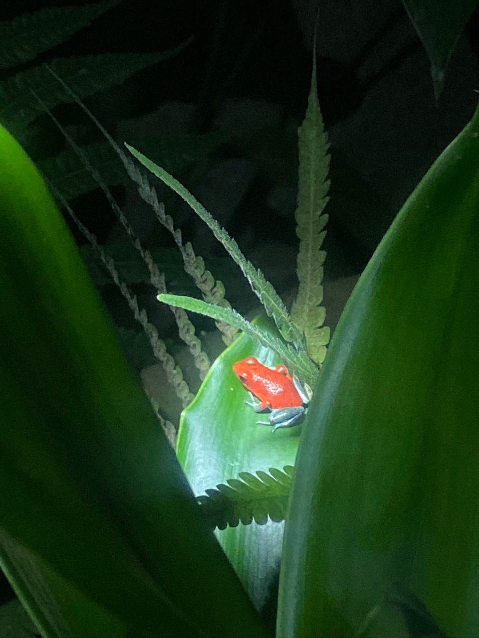 Costa Rica - San Ramón - 