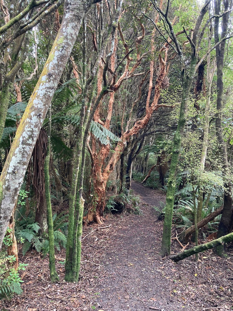 Neuseeland - Riverton/Aparima - Danach geht es heute wieder in den Busch 😅 Mores Scenic Reserve