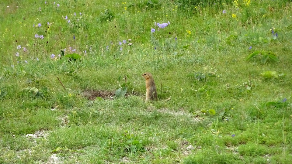 Mongolia - Kharkhorin - Ground squirrel