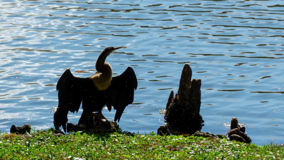 USA - Daytona Beach - Hier werden Flügel in der Sonne getrocknet.
