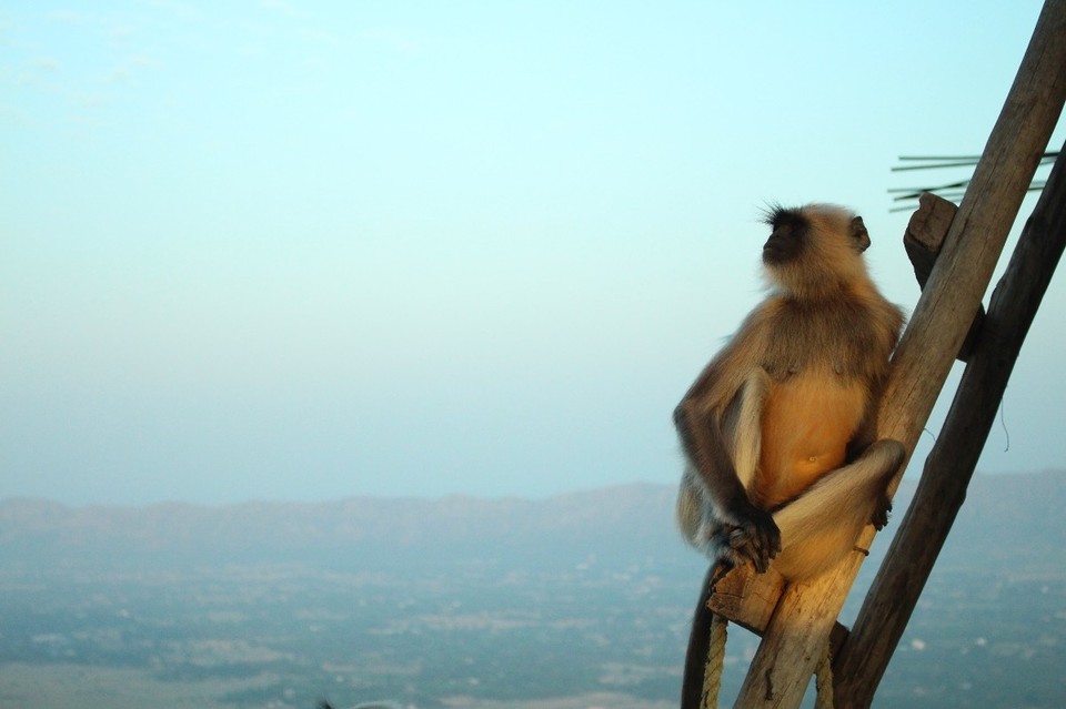 Indien - Pushkar - 