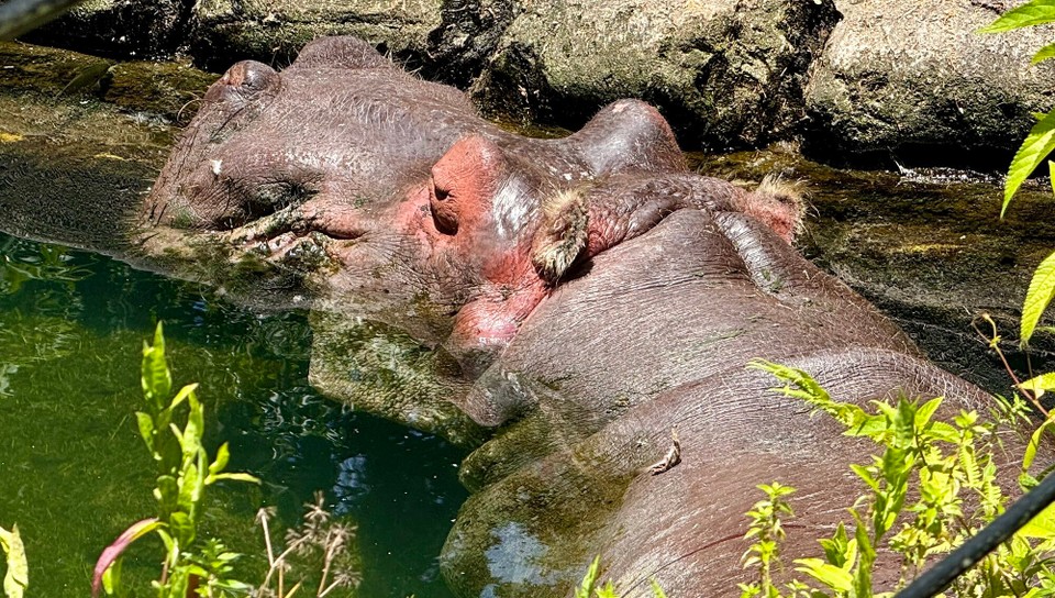 Vereinigte Staaten - Crystal River - 