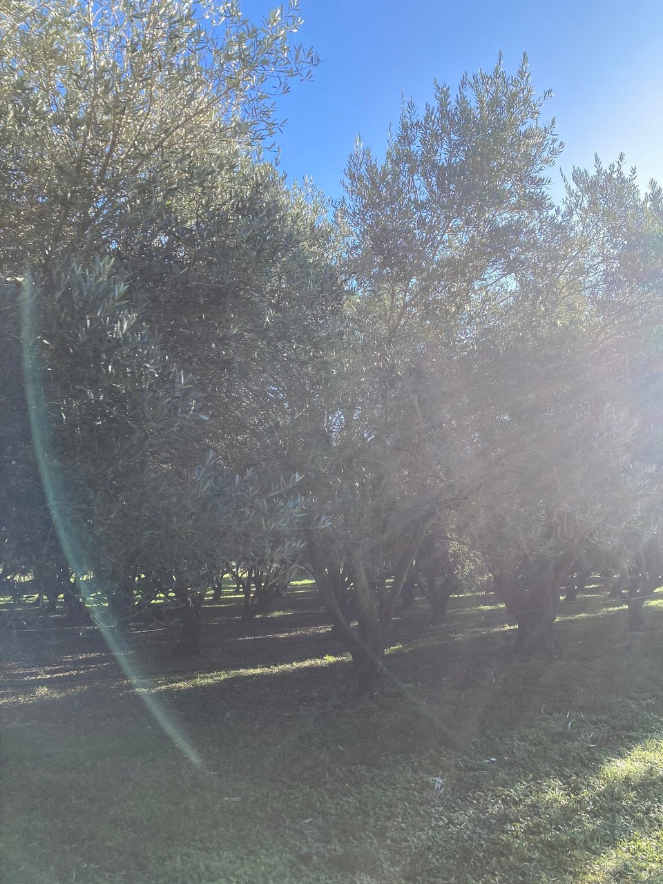 Neuseeland - Kaikōura - Tschüss Olivenbäumchen