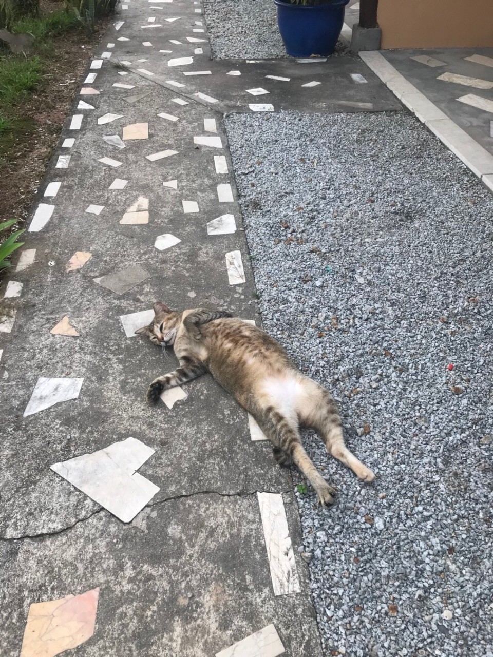 Malaysia - Langkawi - 🐈😎