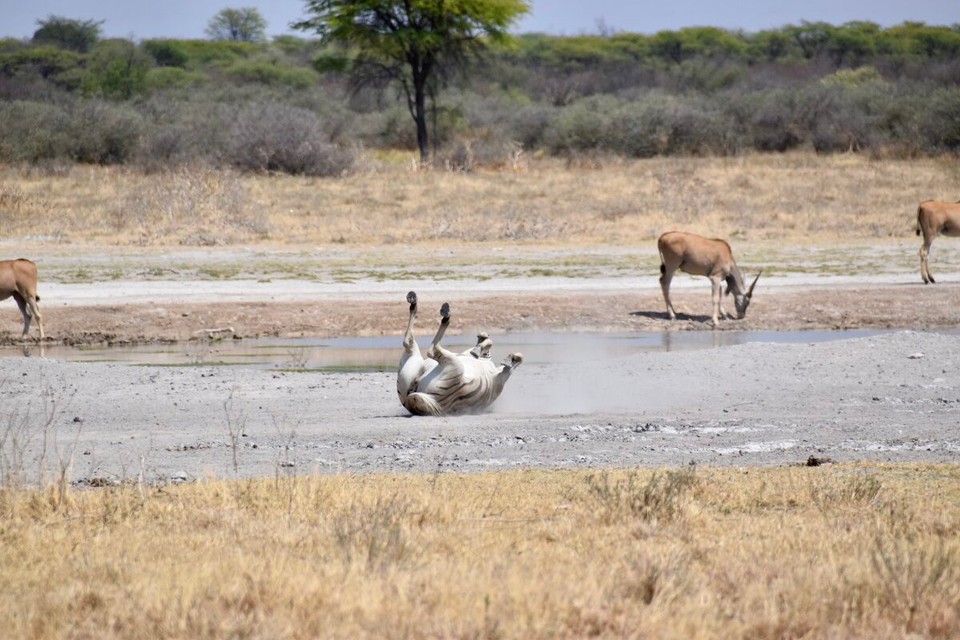 Botsuana -  - Dem juckt wohl das Fell, oder hat einer einen Witz gemacht?
