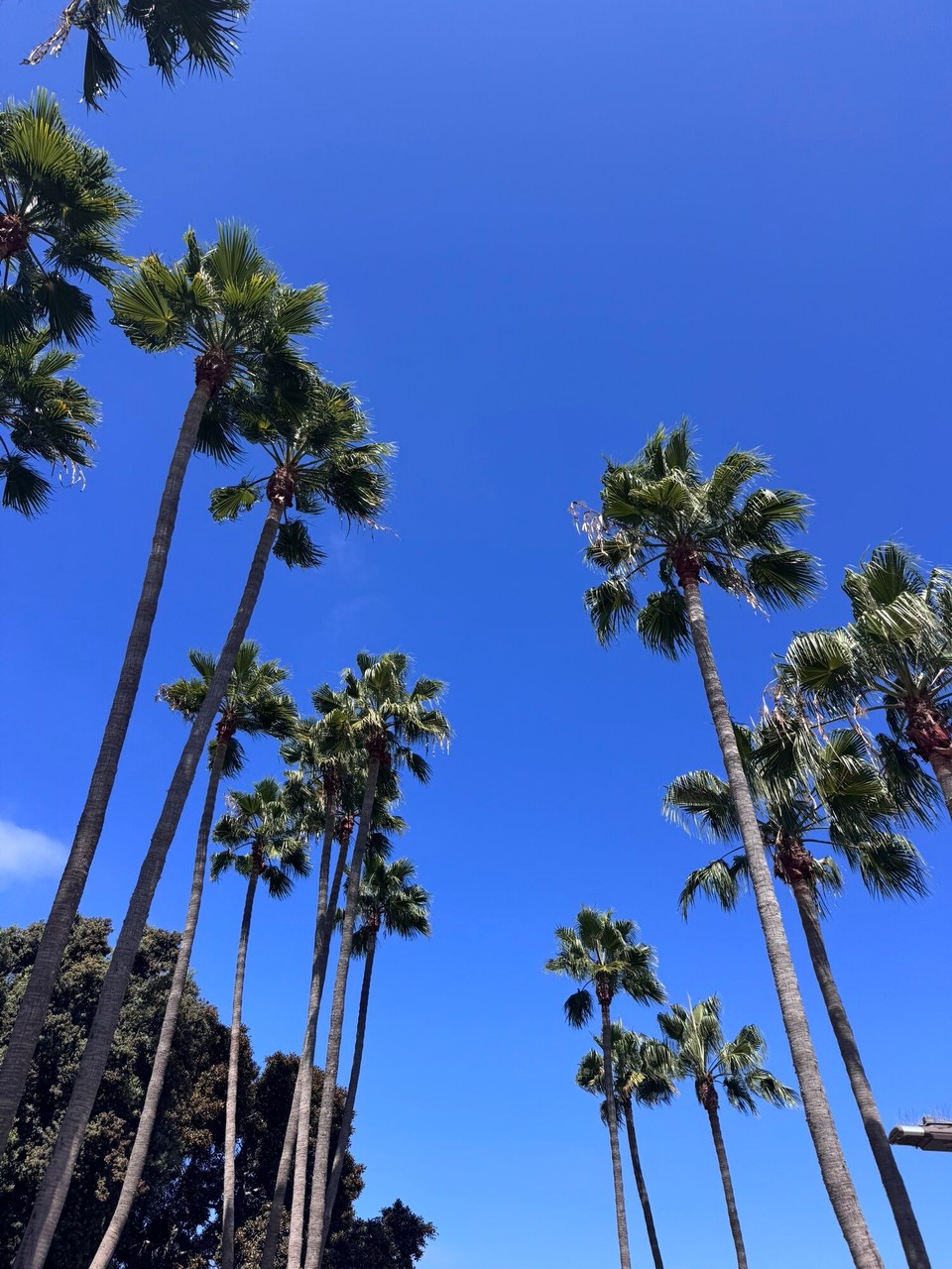 Vereinigte Staaten - Coronado - 