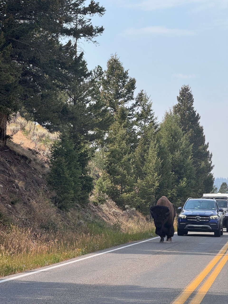 Vereinigte Staaten - Yellowstone National Park - Ei Buffalo hed denn sogar chli für Stau gsorged.🦬😂