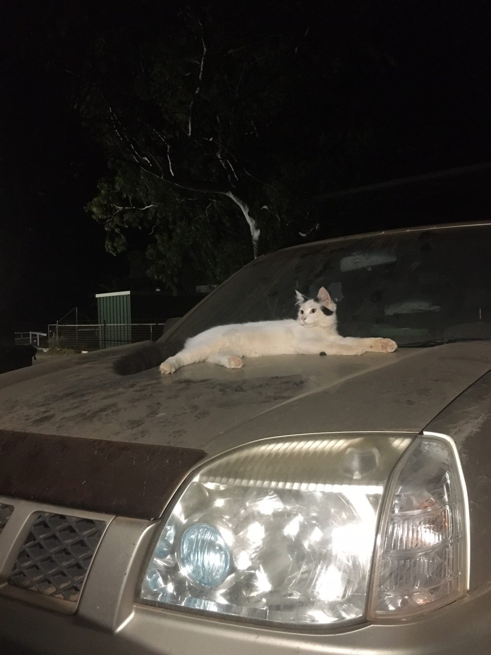 Australien - Minilya - Unser abendlicher Besuch