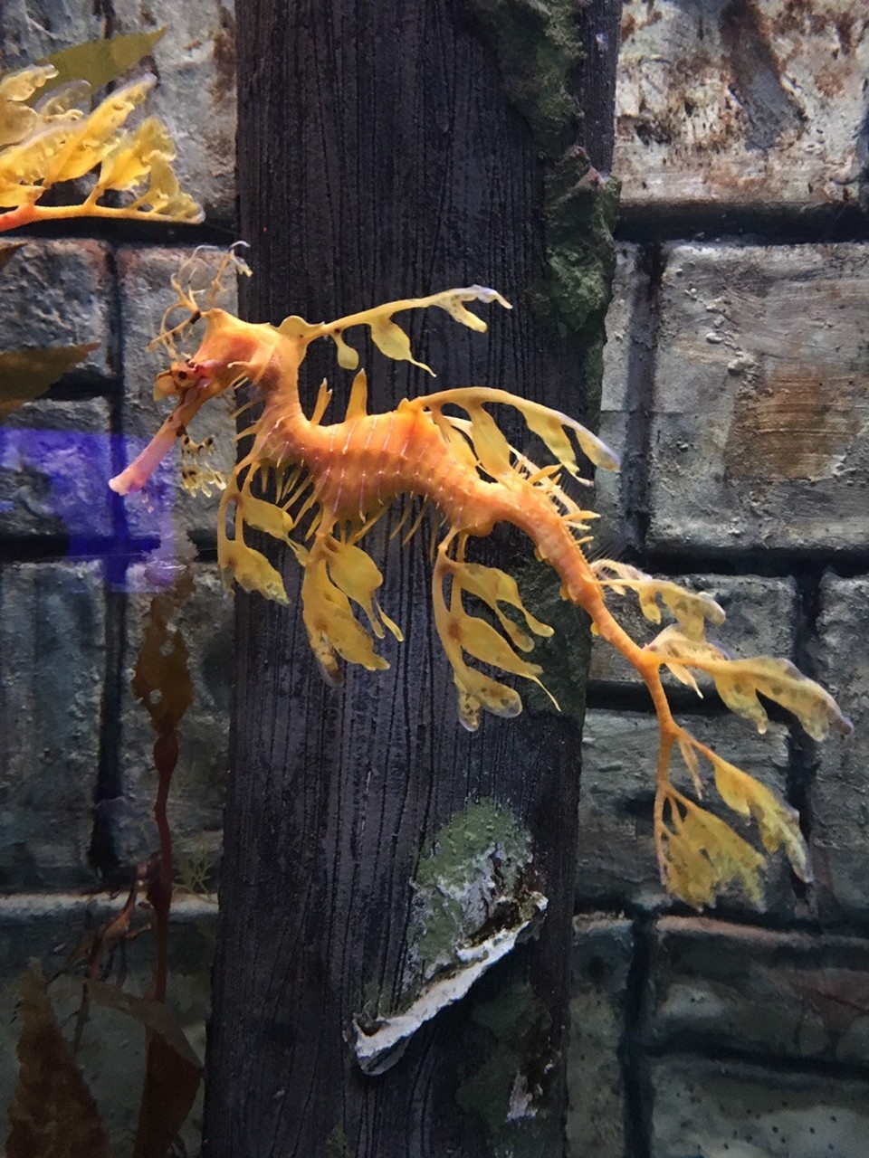 - Ausztrália, Melbourne, Aquarium - 