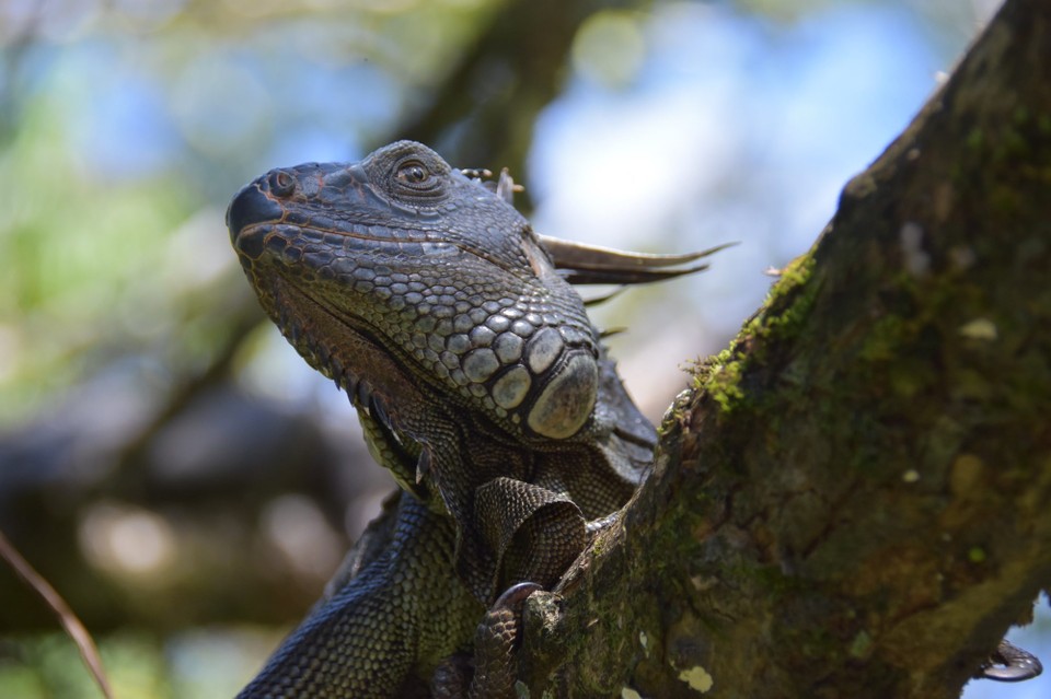 Costa Rica - Talamanca - Sieht doch ganz friedlich aus.