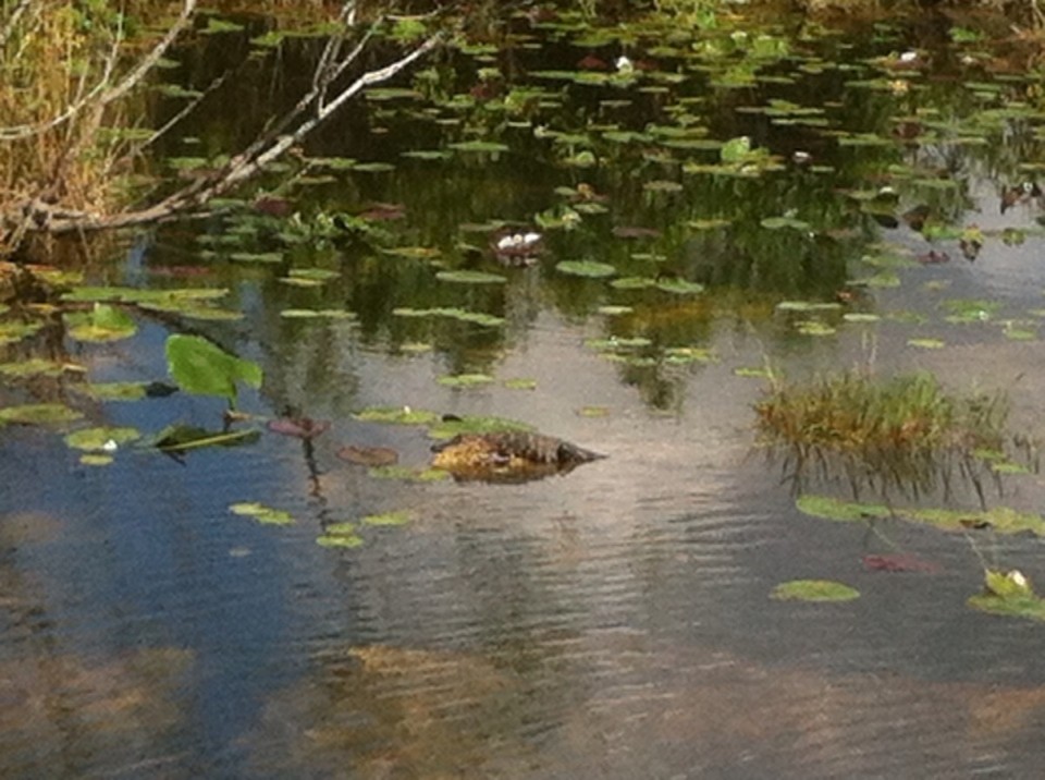 Egyesült Államok - Homestead - 