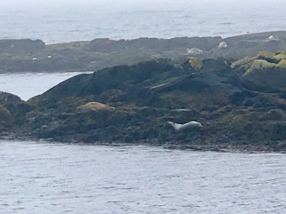 Island - Húnaþing vestra - Sie scheinen gerade ein Nickerchen zu machen...