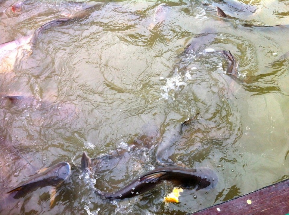 Thailand - Bangkok - Fische füttern gehört zur Fahrt dazu