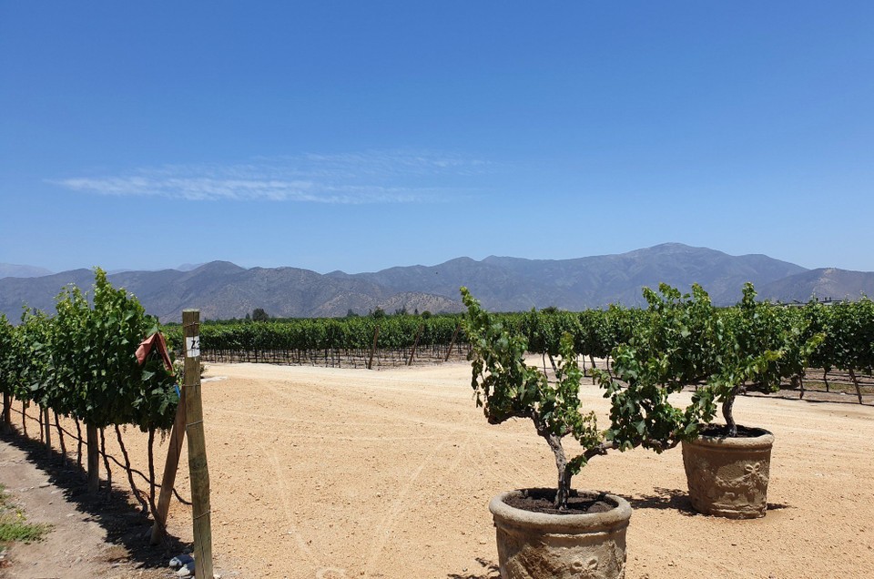 Chile - Santiago - Santa Ema vineyard