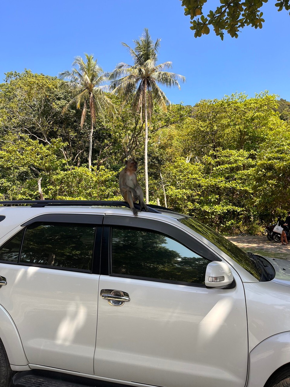 Thailand - Ko Lanta - Moneky on the car after we’d been on the beach. He was looking into the window hahaha 