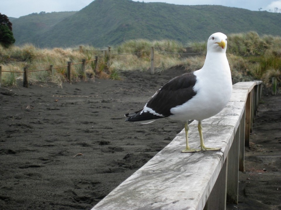 Neuseeland - Piha - Eine Meins!