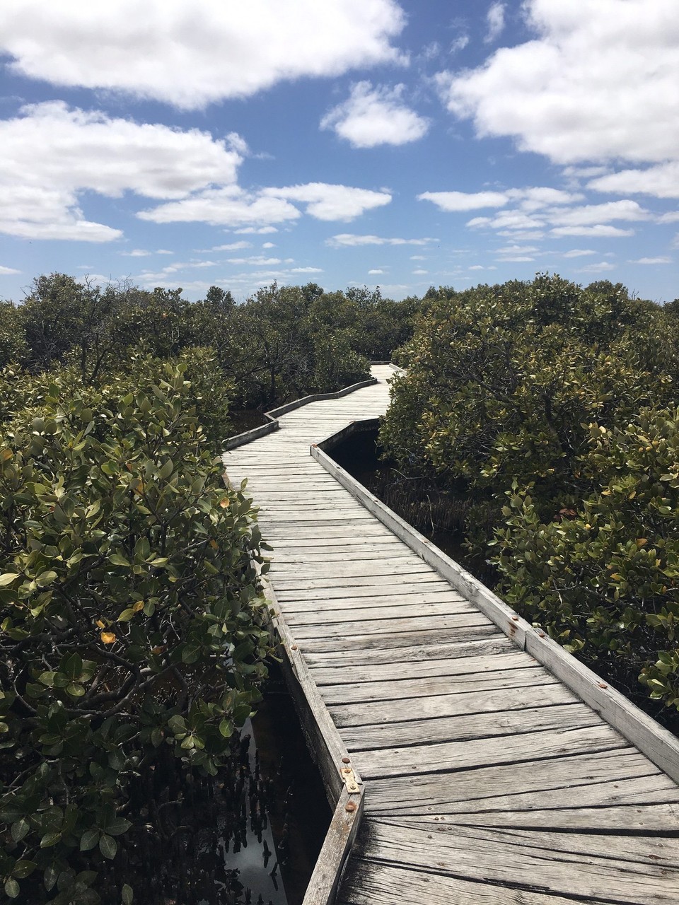Australien - North Haven - Ein kleiner Weg zwischen Mangroven - ab jetzt bewegen wir uns weg von Adelaide und Richtung Westküste 