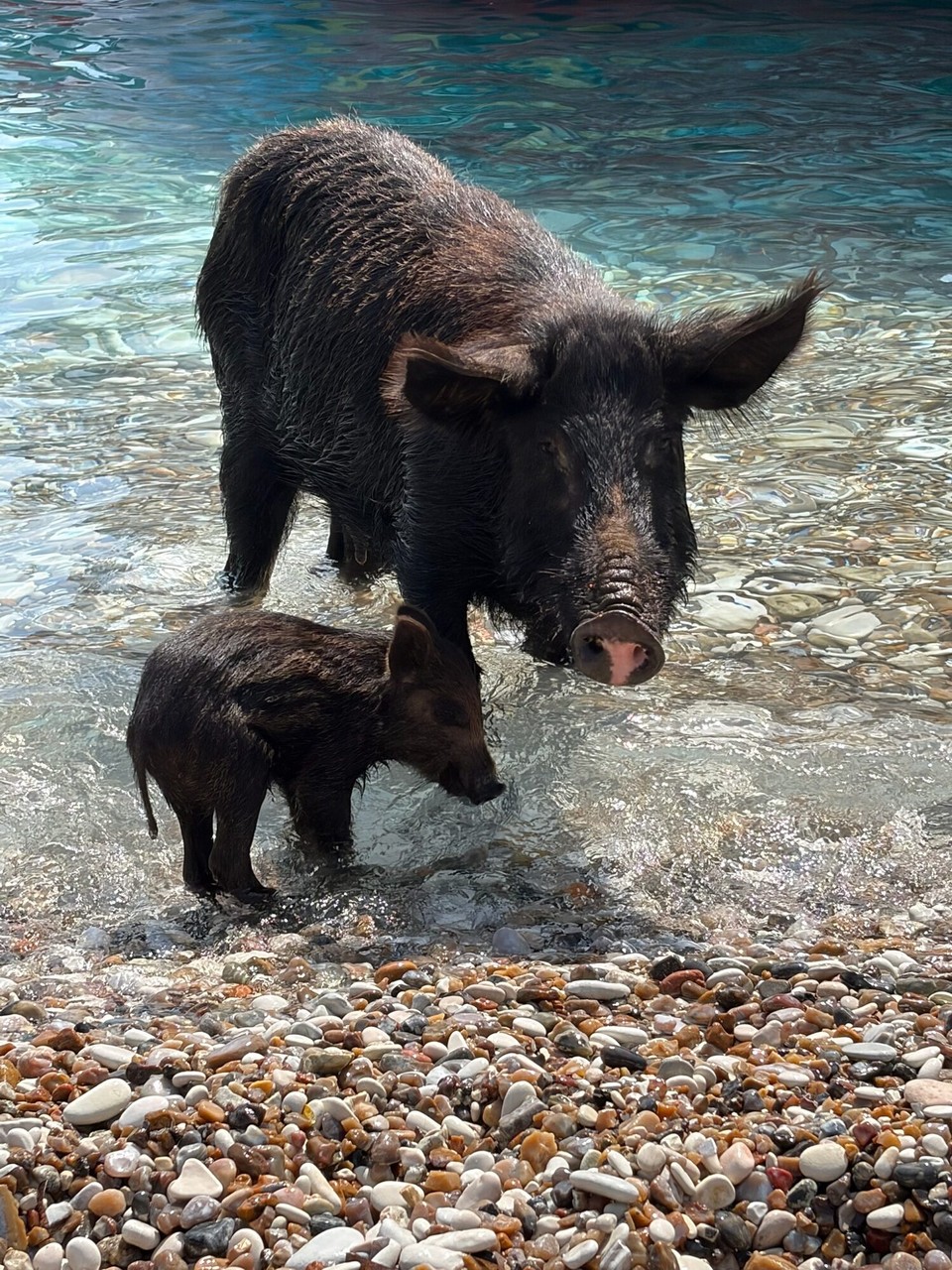 Griechenland - Nydri - Eine unbewohnte Insel, auf der ungefähr 1500 verwilderte Schweine leben.