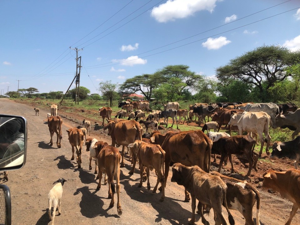 Kenia - Kajiado - 