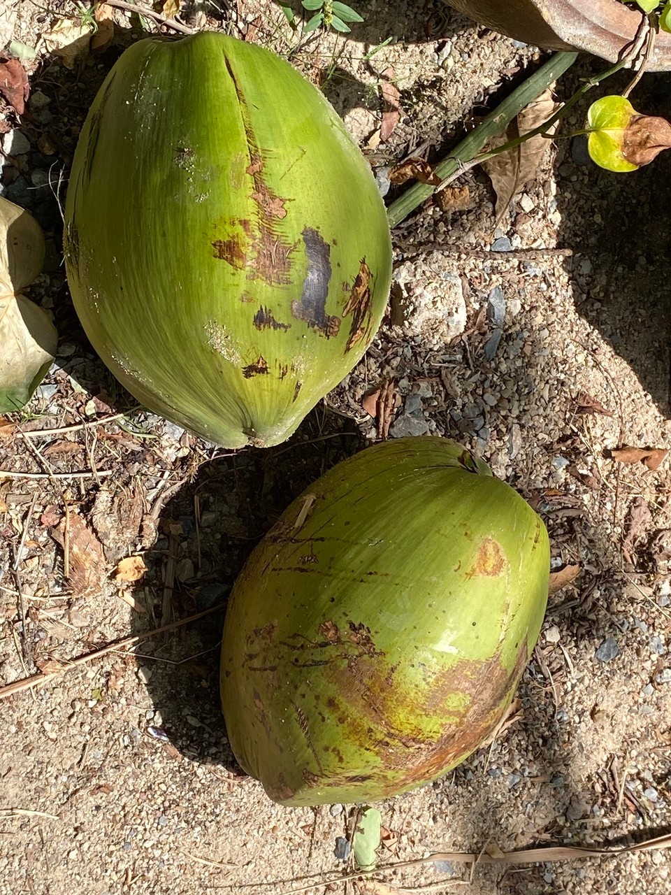 Thailand - Ko Pha-ngan - Was ist das?