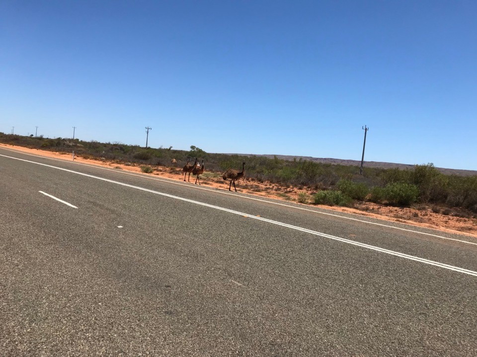 Australien - Carnarvon - Und wieder Emus