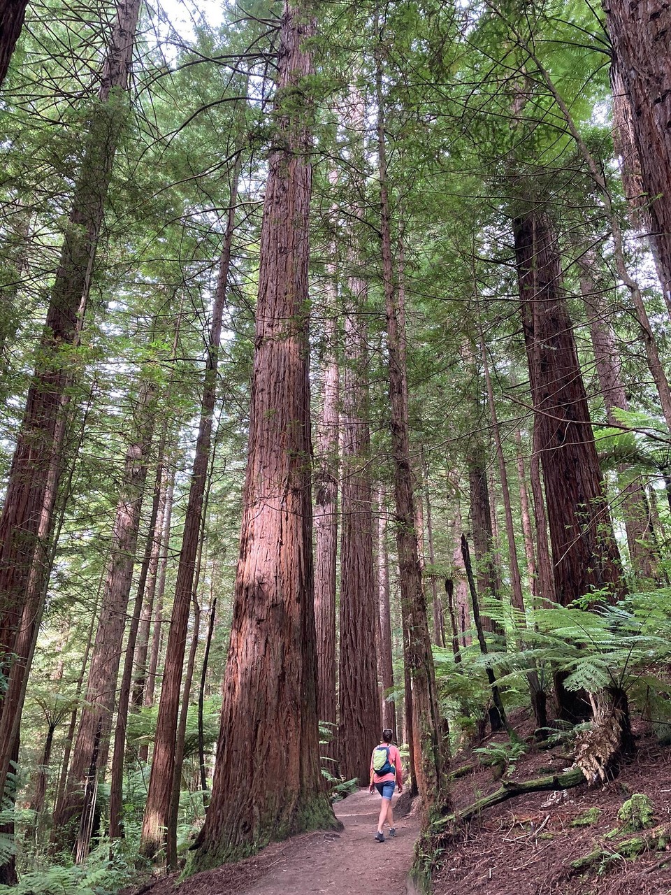 Neuseeland - Rotorua - 