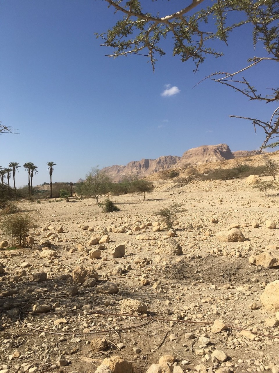 Israel - Ein Gedi - 
