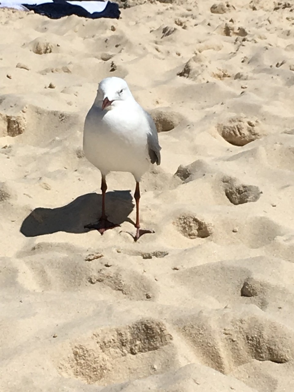 Australien - Bondi Beach - 