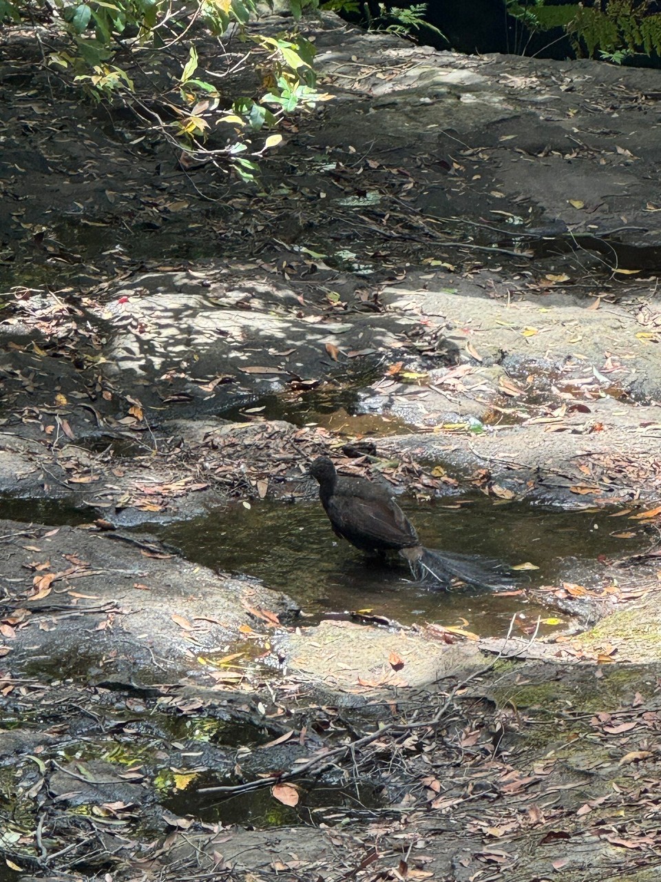 Australien - Kangaroo Valley - 