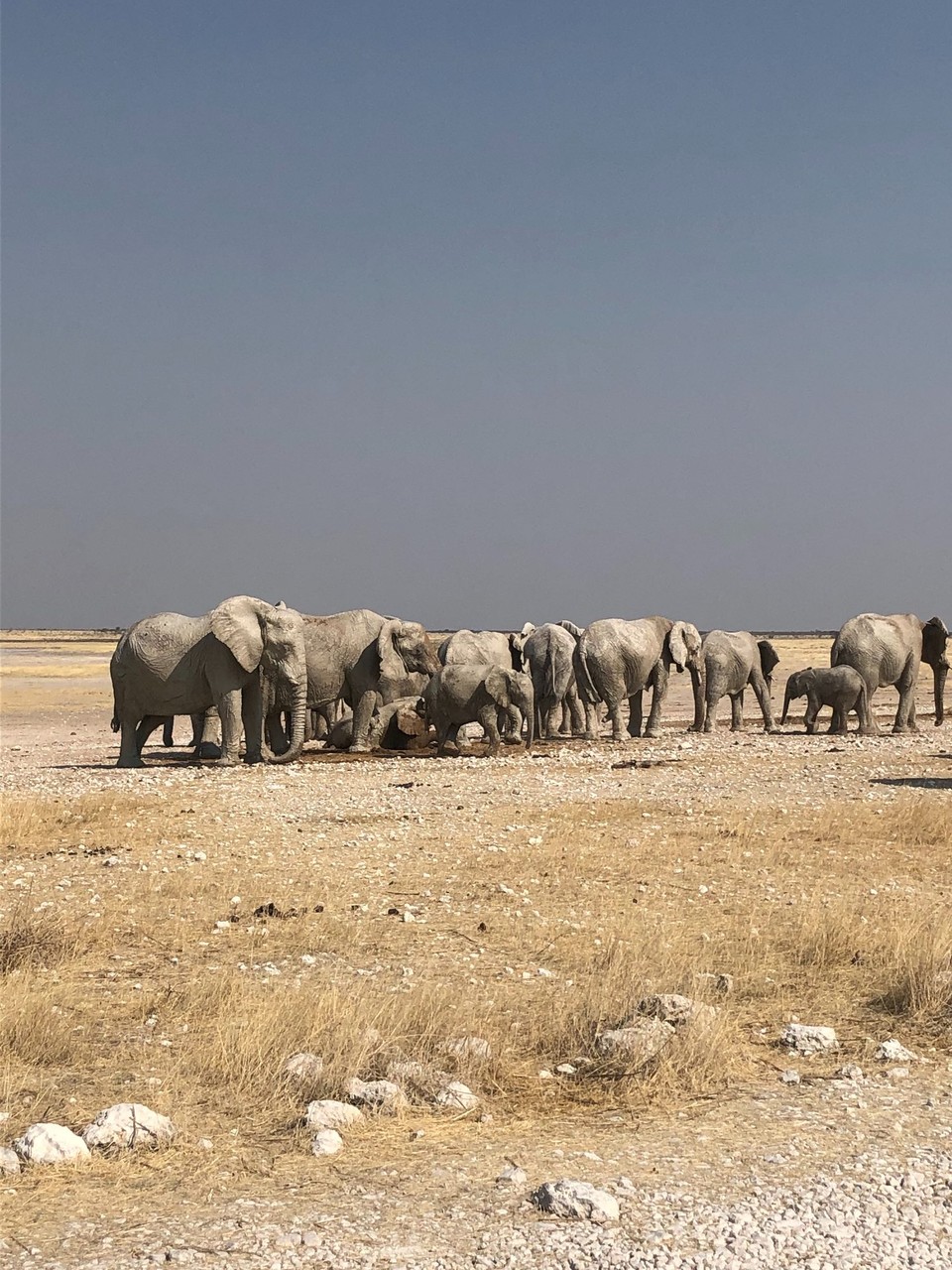 Namibia - Etosha National Park - 