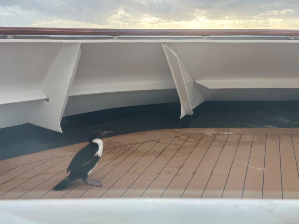 Chile - Cape Horn - Hey buddy- where did you come from?