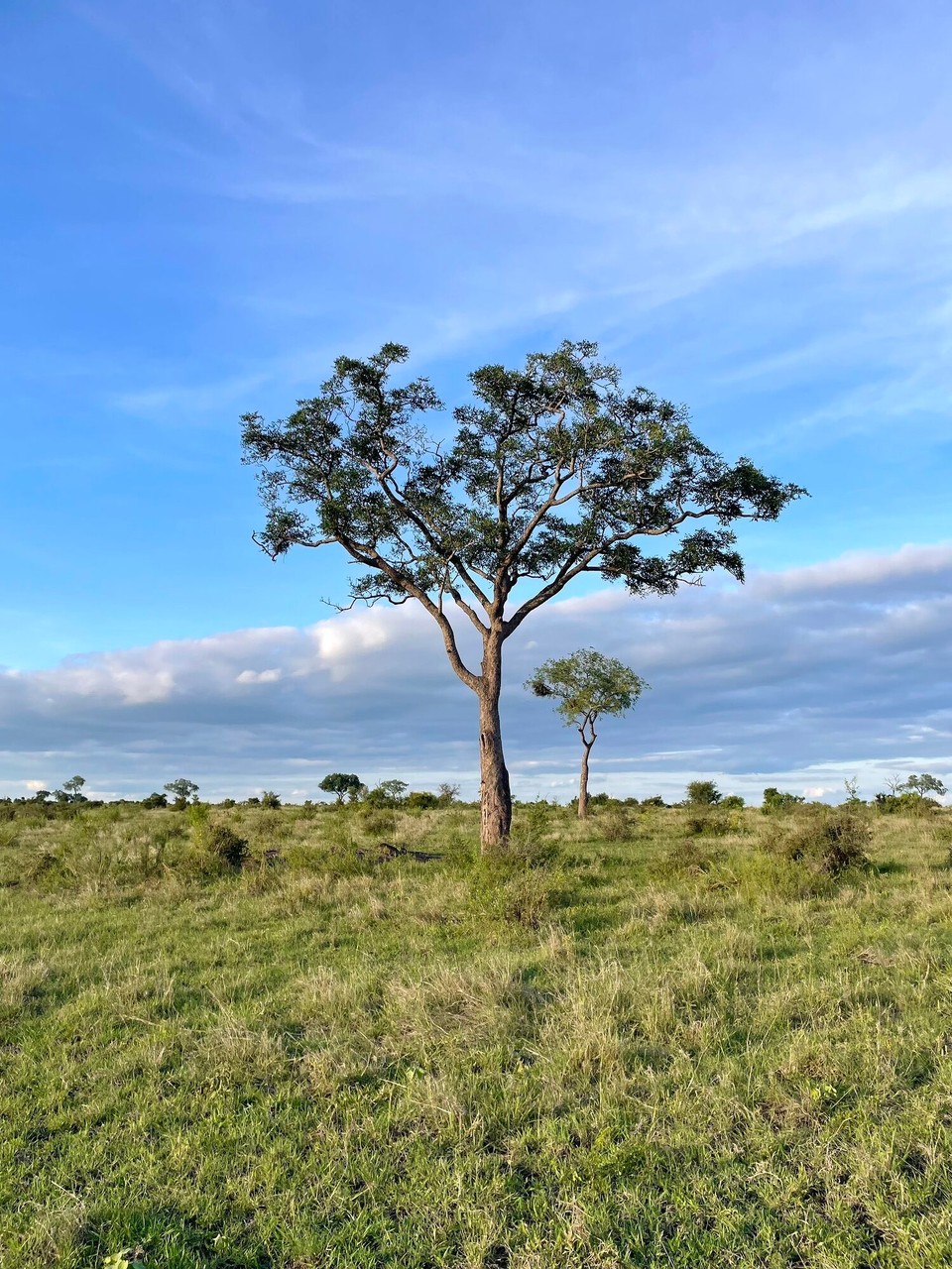 Südafrika - Sabie Park - 