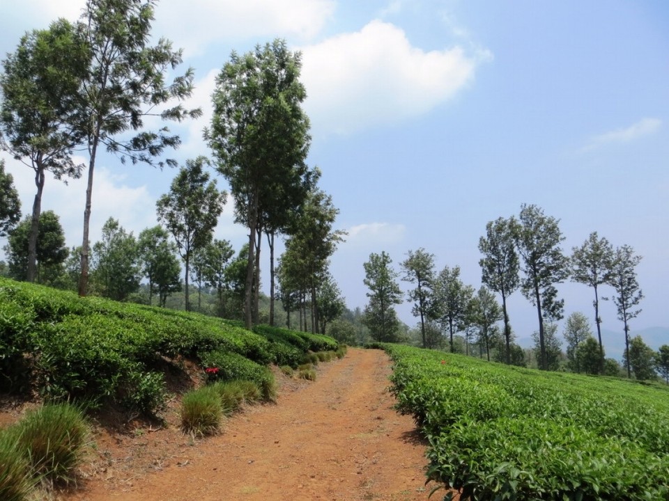 Indien - Coonoor - 