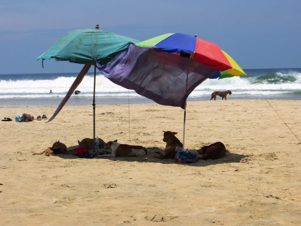 Indien - Varkala - 