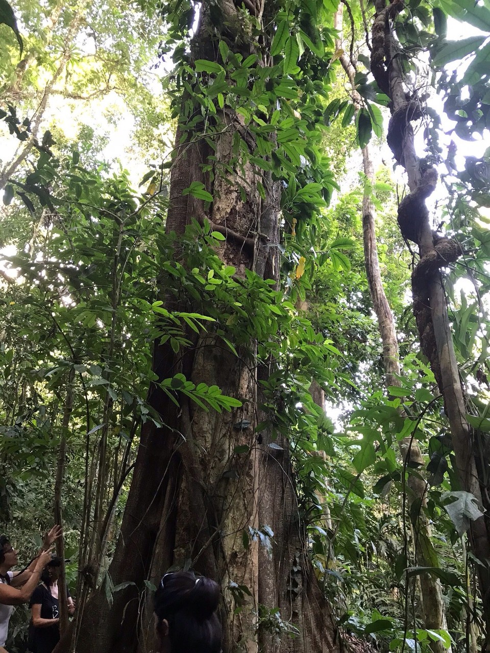Costa Rica - San Carlos - 