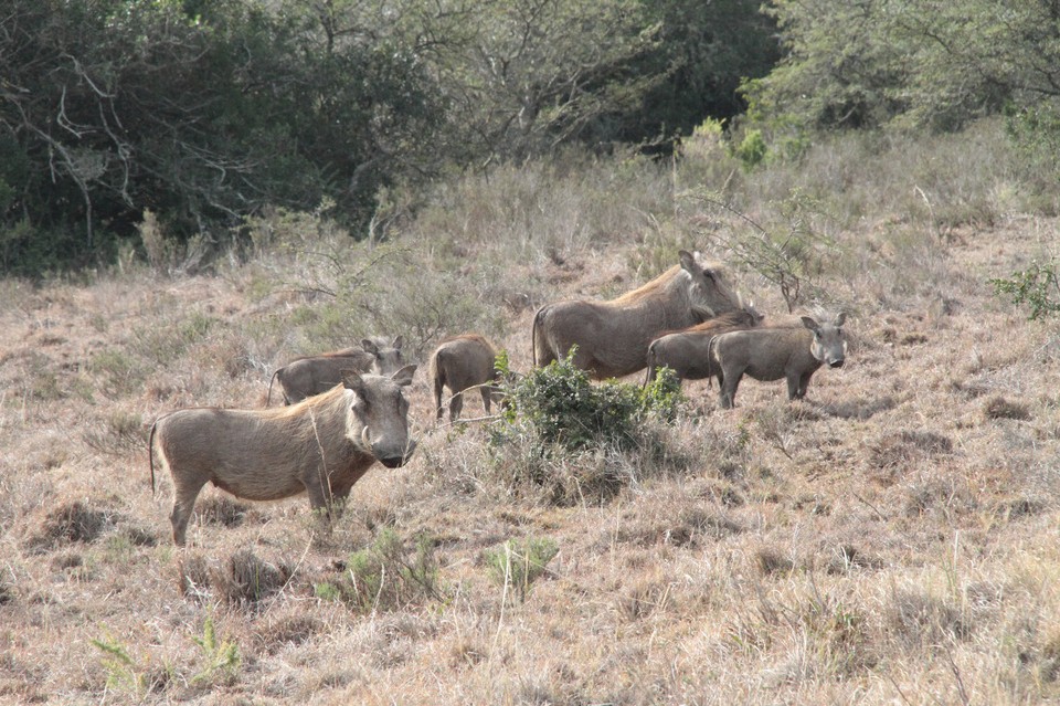 Südafrika - Paterson - Meine Lieblinge: Die Warthogs oder Warzenschweine.