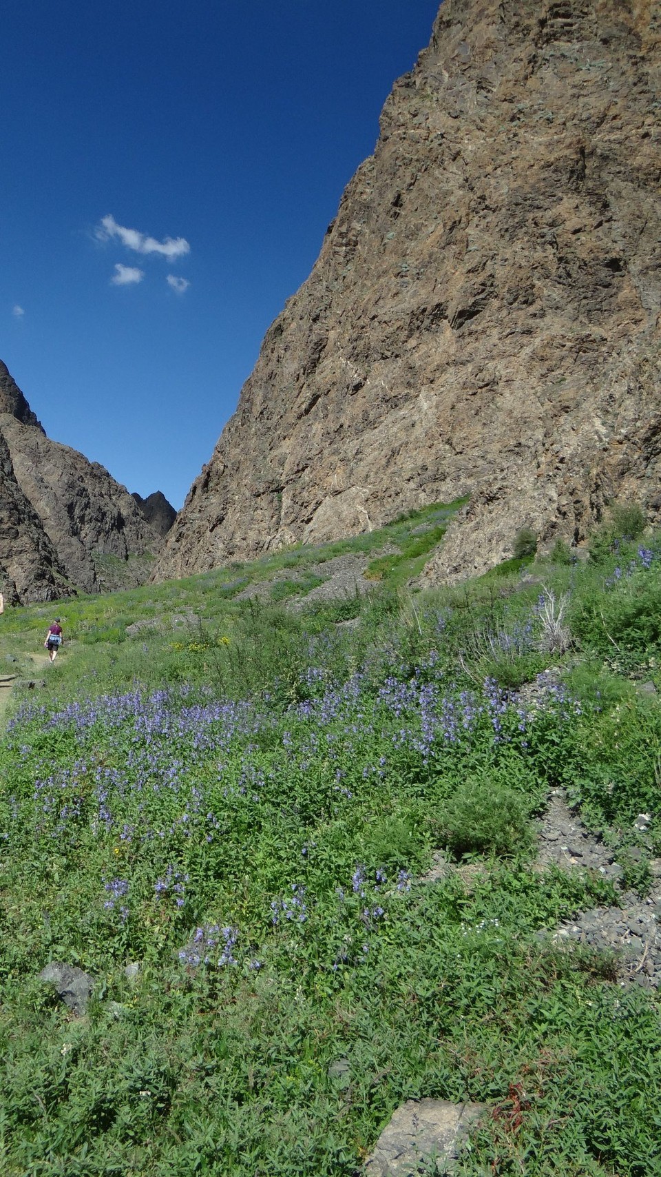 Mongolia - Dalanzadgad - Yoln Am - Lammergeier Gorge - wildflowers