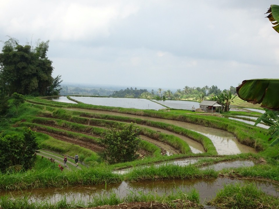 Indonesia - Jatiluwih rijstterrassen - 