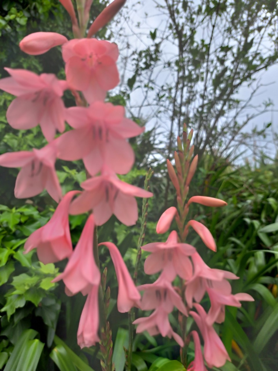 Neuseeland - Warkworth - Immer wieder schöne Blumen 