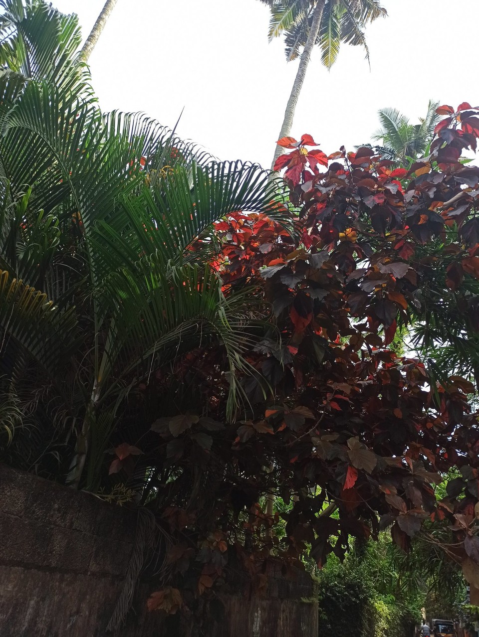 Indien - Kochi - 