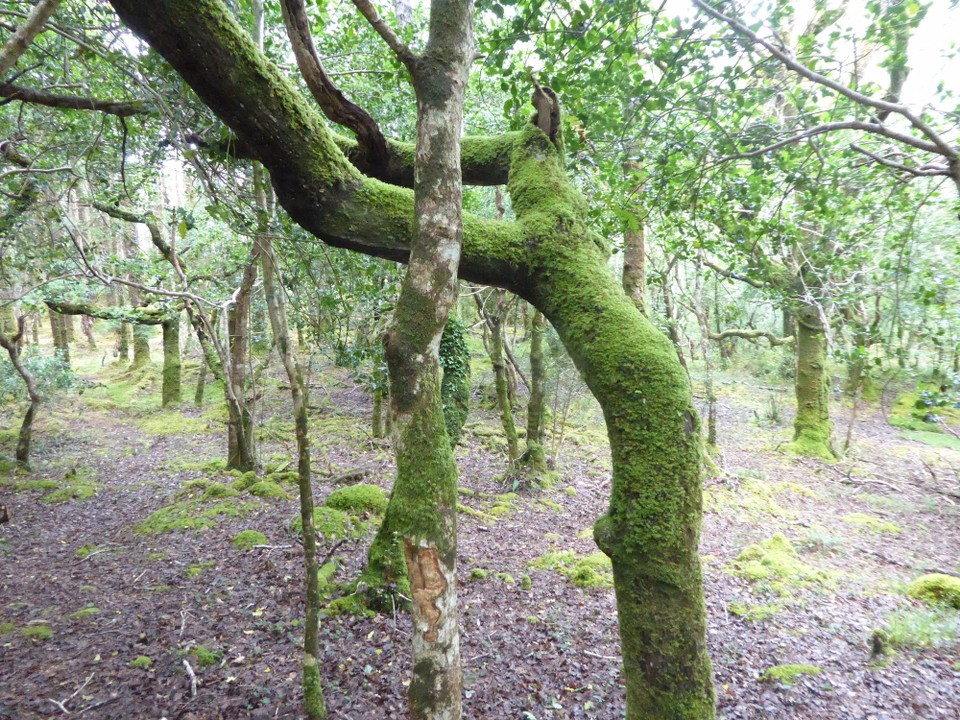 Ireland - Glengarriff - Glengarriff Woods Nature Reserve covers 300 hectares, with the dominant habitats being old oak woodland and young woodland and are one of the best examples of oceanic sessile oak woodland in Ireland.