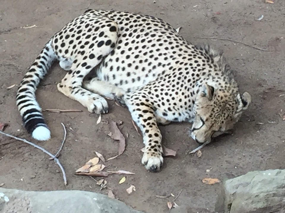 Südafrika - Oudtshoorn - 