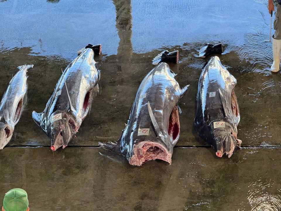 Japan - Fujikawaguchiko - Blauflossenthunfisch