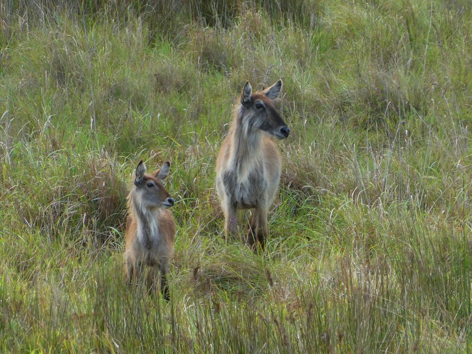 Südafrika - iSimangaliso-Wetland-Park - 