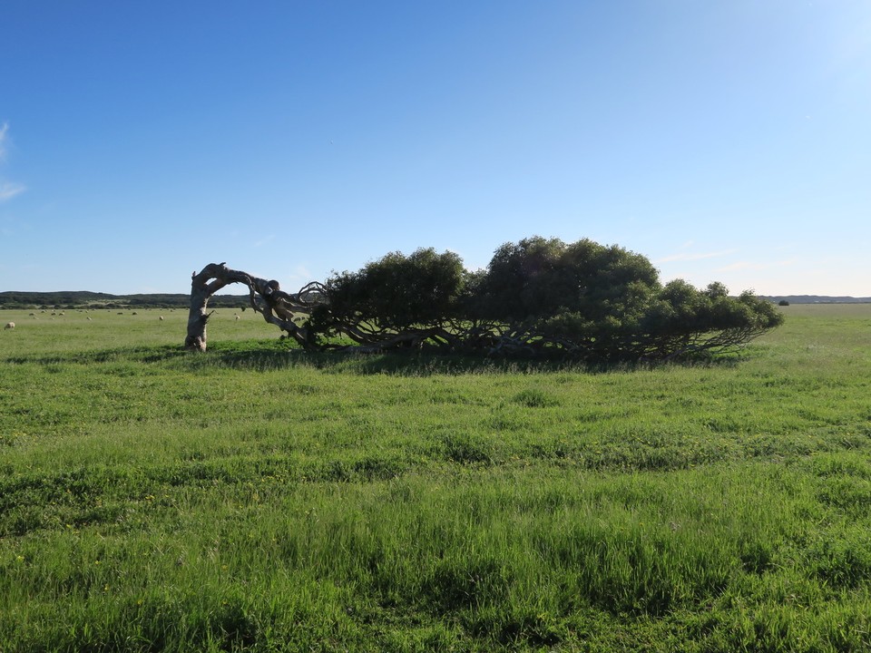 Australia - Geraldton - Arbre couché.. Y a un peu de vent dans le coin...